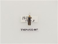 藏品(菊虎科)的圖片